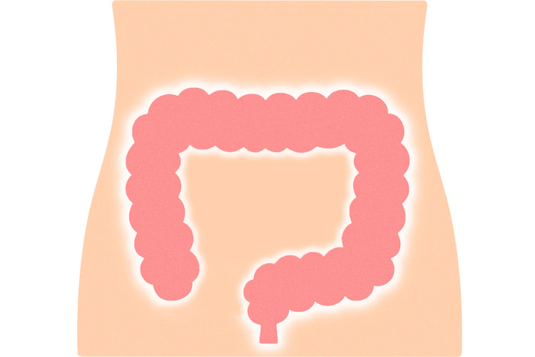 大腸のイメージ画像