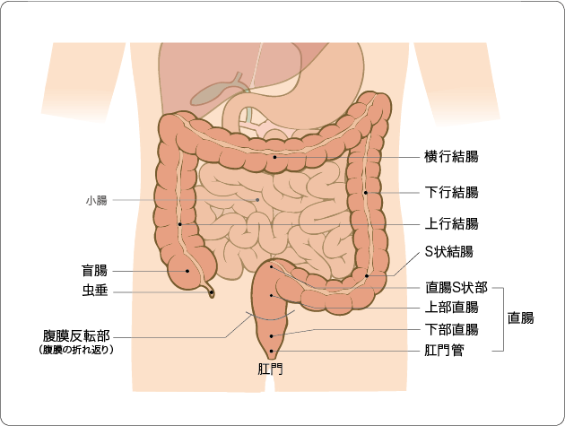 大腸の構造イラスト図